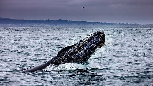 Humpback Whale breaching Monterey Bay-California-USA Coastal Print